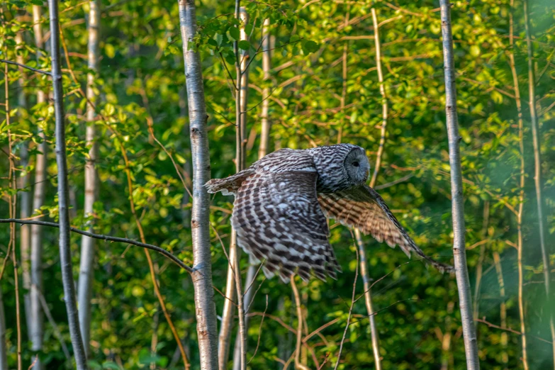 an owl flying by itself in front of some trees