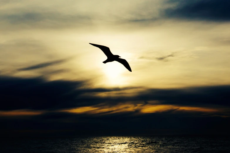 a seagull flying low to the ground with a large sun behind it