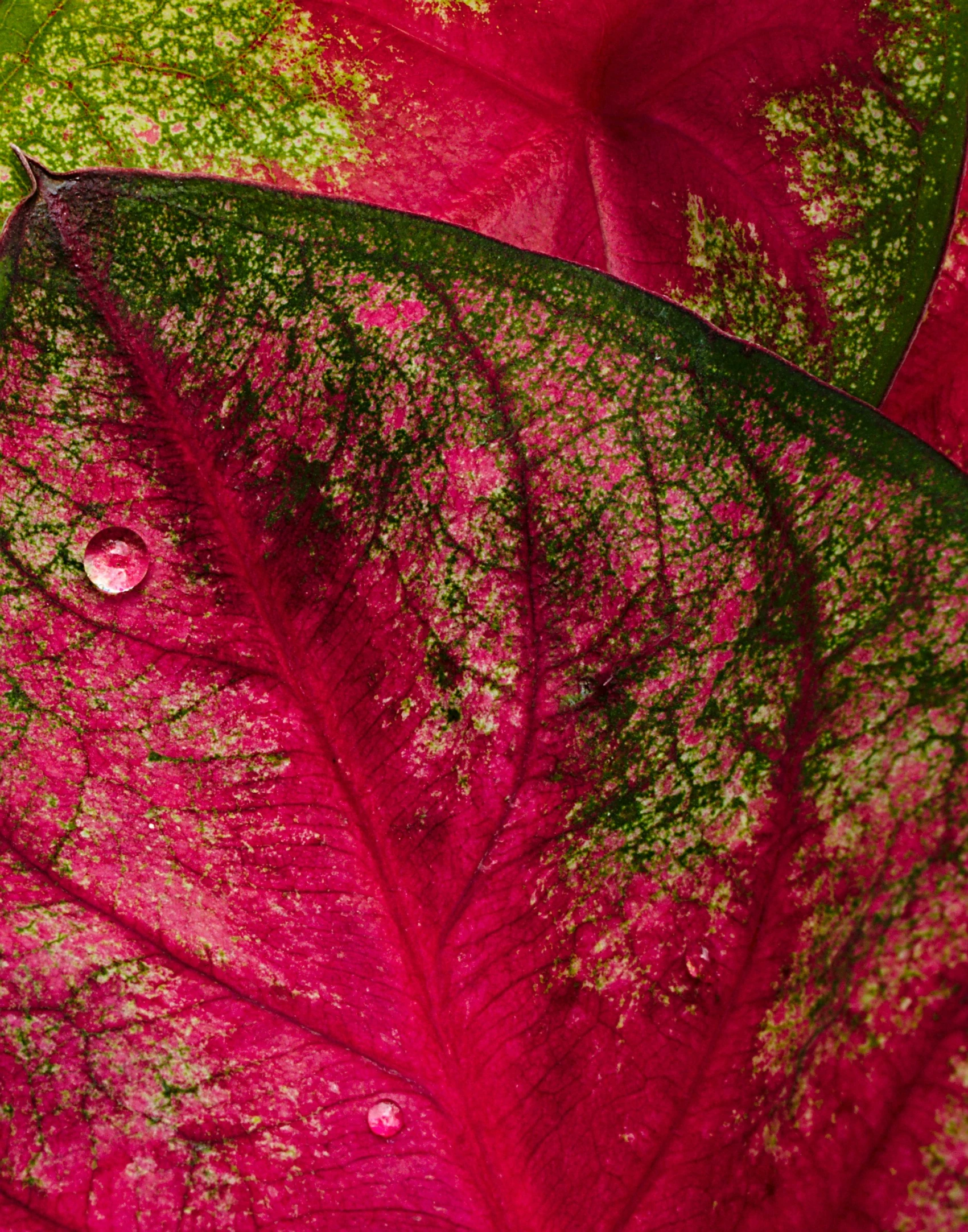 the water droplets are floating on the leaf of this plant