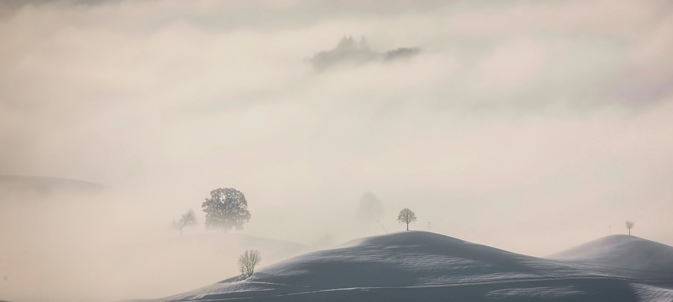 a foggy mountain with small trees covered in snow