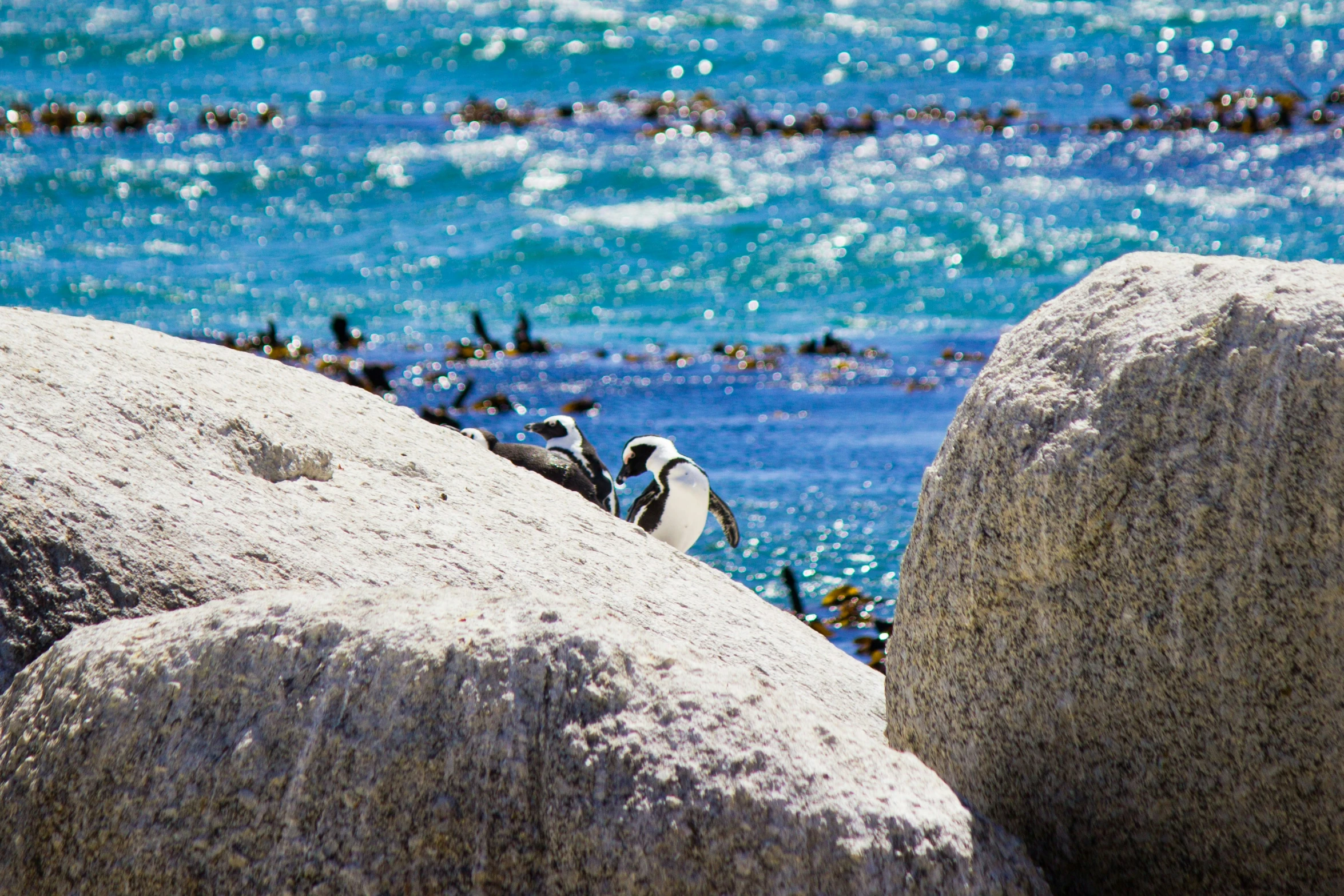 small birds are perched on some big rocks in the water