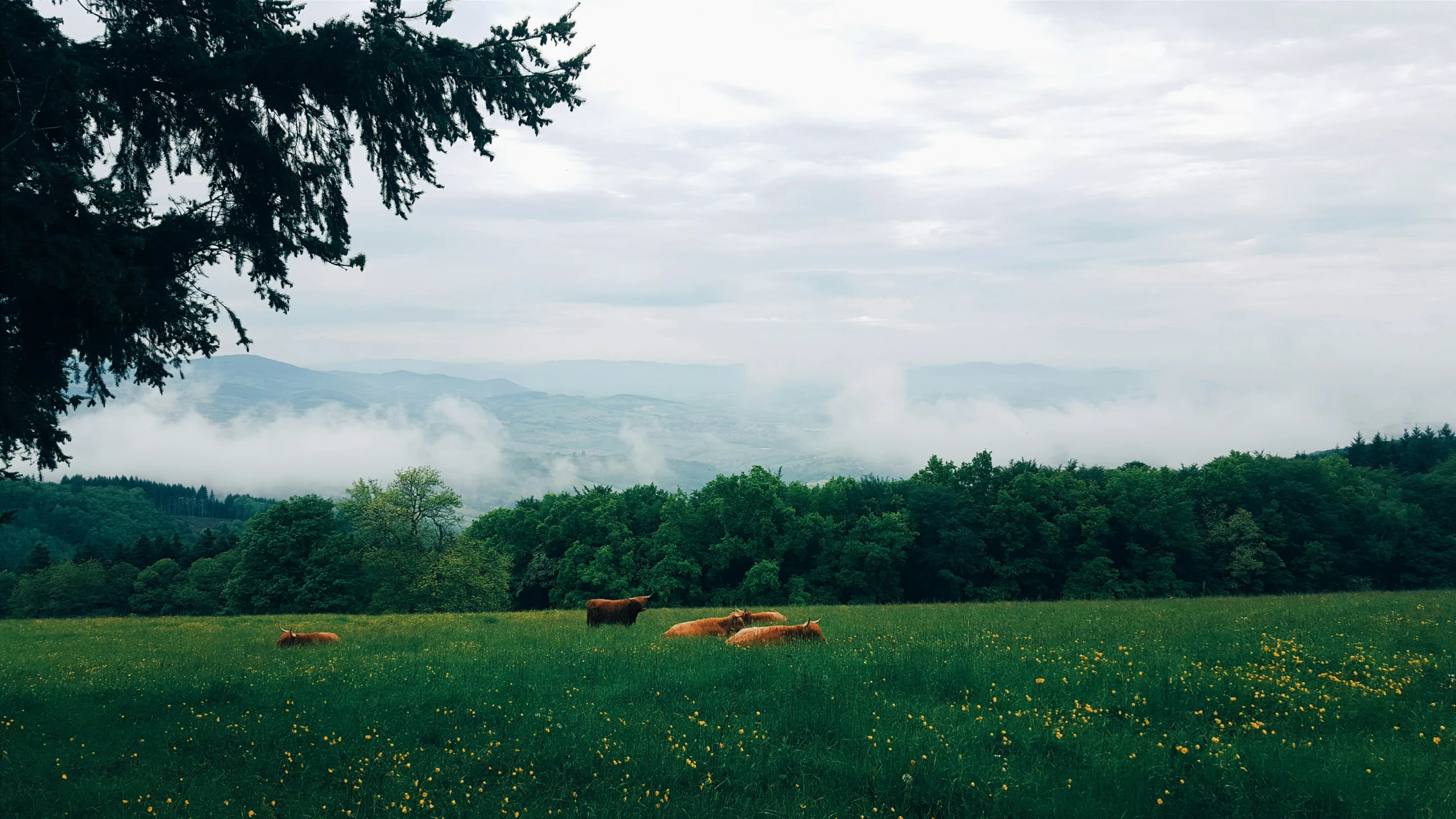 cows grazing in a green field, surrounded by trees