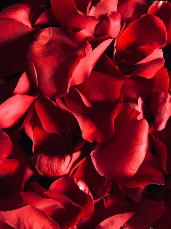 close up s of a red flower petals