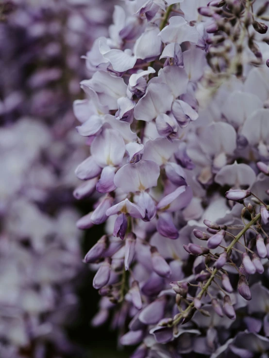 beautiful purple flowers close to the ground