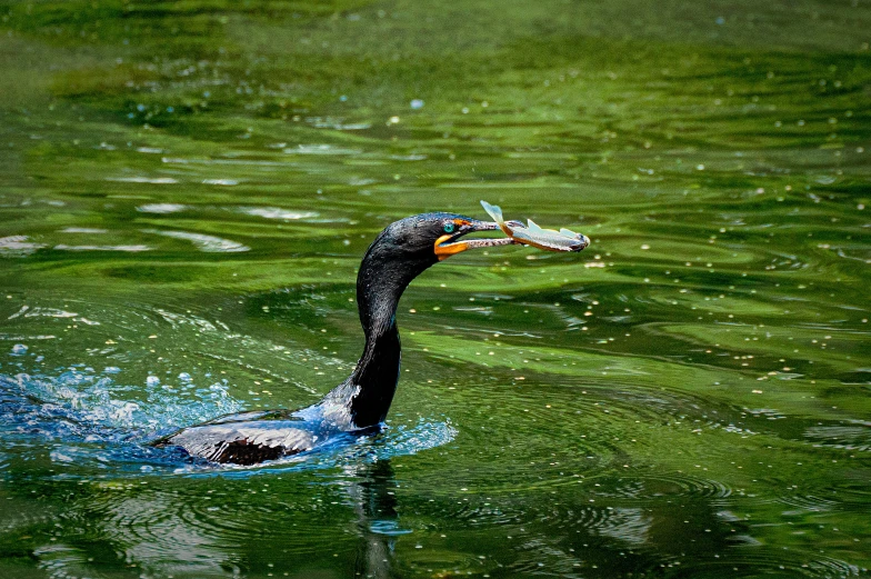 a bird that is swimming in some water