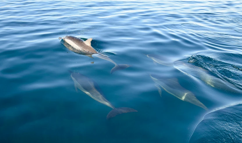 two dolphins swimming close to each other on a body of water