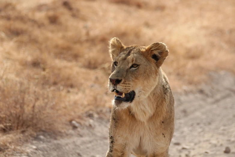 a young lion cub walks across a dusty, arid terrain