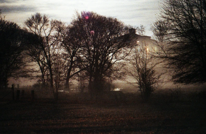 a foggy field with several trees in the background