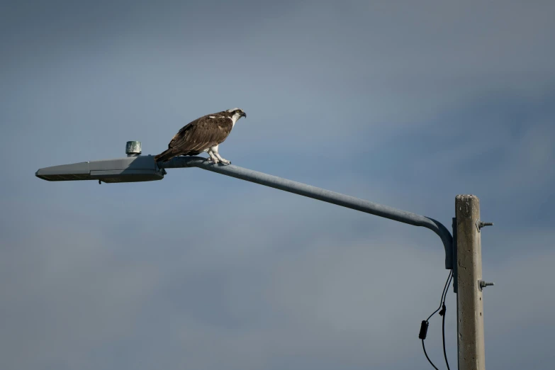 an owl sitting on top of a power pole