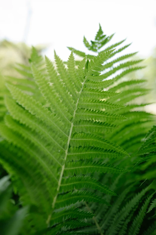 green leaves with a blurry background from the top