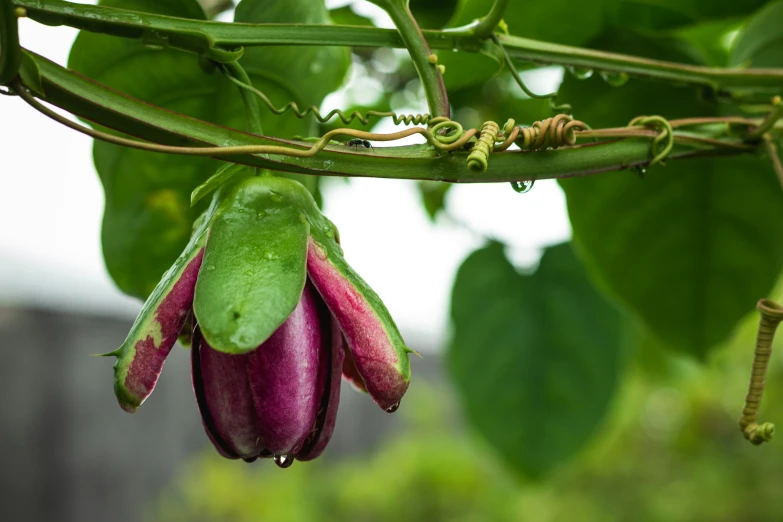 a budding bean hangs from the stem of a tree