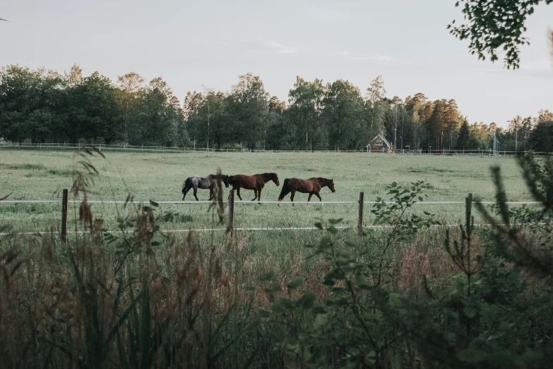 three horses grazing in a field behind a fence