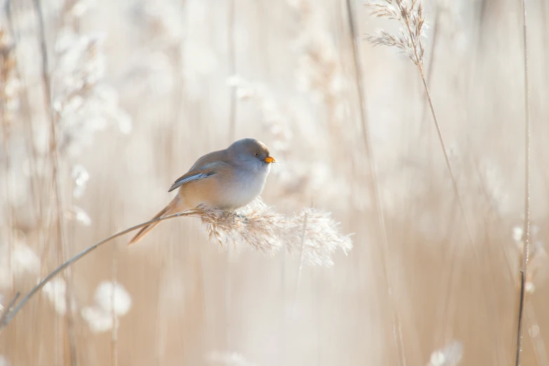 a small bird perched on top of a dry grass