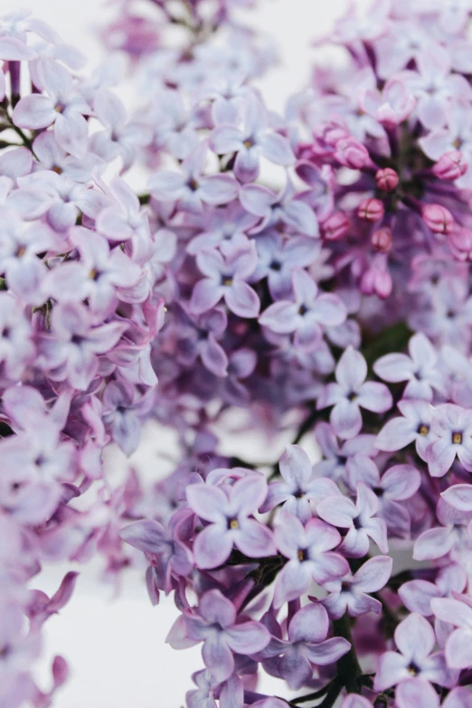 purple lilacs on the tree in a white vase