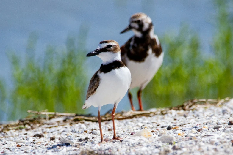 three birds standing next to each other on a sandy ground