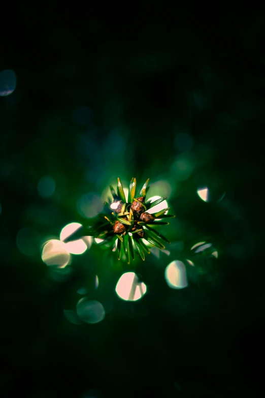 a lone green flower with the bright lights of the sun shining on it