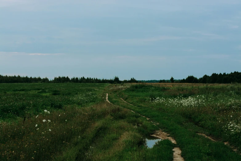 a pathway through a green landscape with trees on the other side