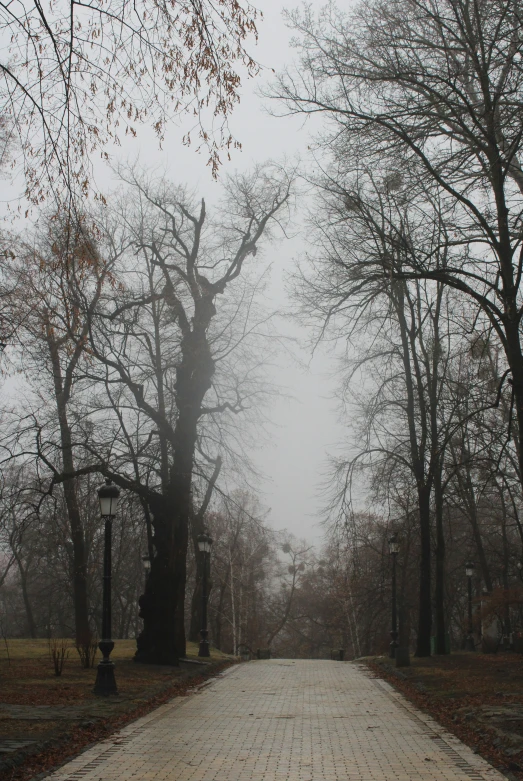 foggy path with trees and lanterns on both sides