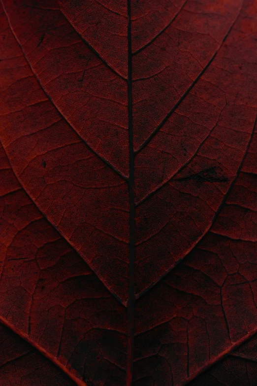 an extreme close up of a leaf like thing