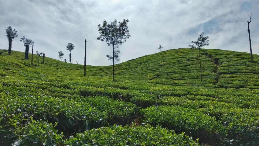 a field of green bushes with trees on a hill