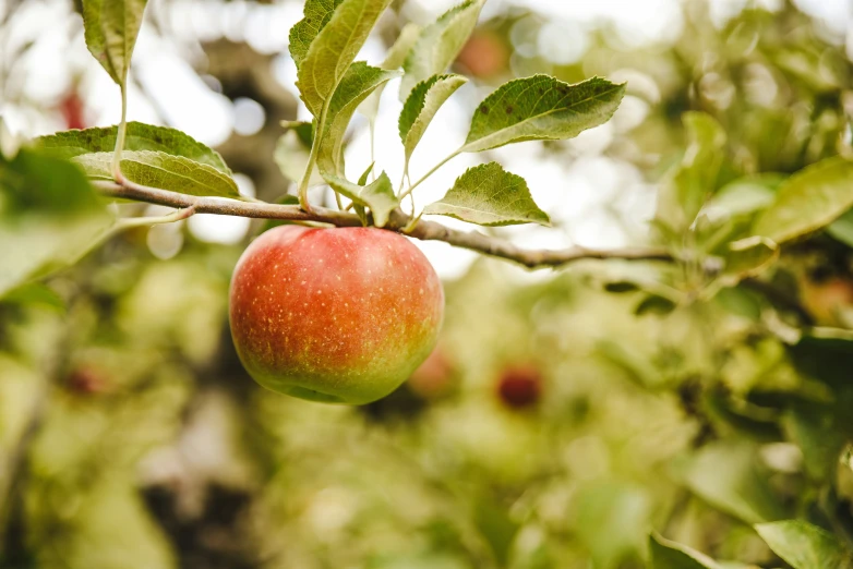 a single apple is hanging from a tree nch