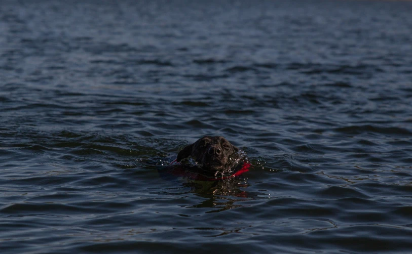 a person swimming in water with their head close to the shore