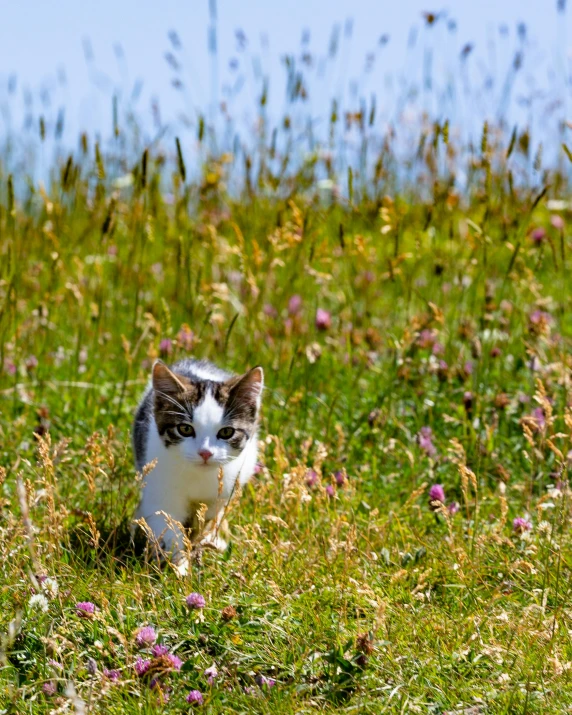 a white cat walks through the grass and flowers