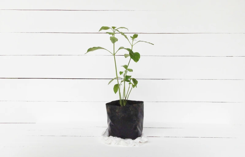 a vase with some green plants growing out of it