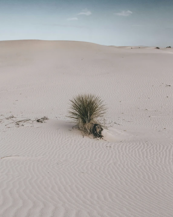 a plant in the middle of the desert