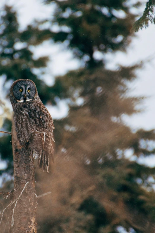 an owl is sitting on a small tree nch