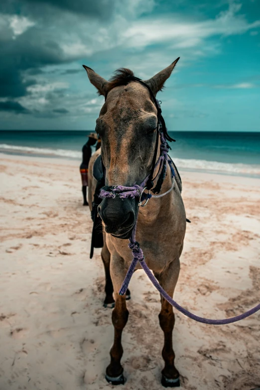 a horse wearing a bridle standing on a sandy beach