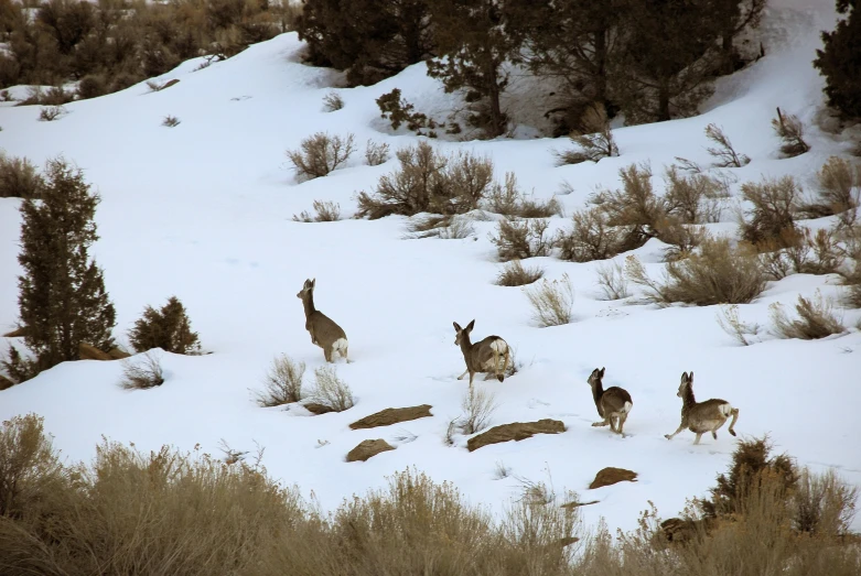 an image of a herd of animals running in the snow