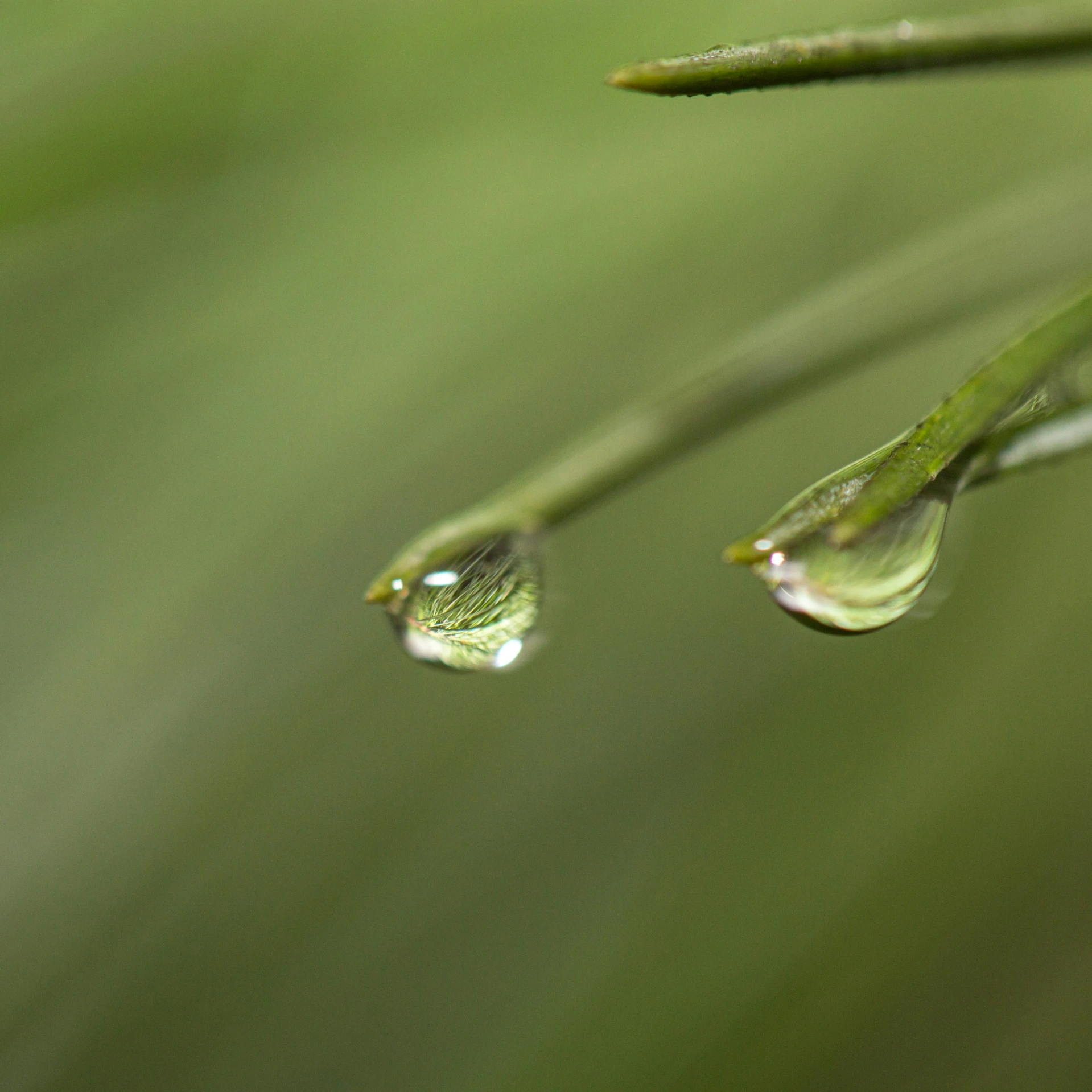 two drops of water on top of a green plant