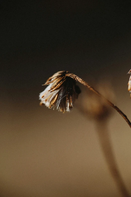 two dried flowers in brown color sitting on a table