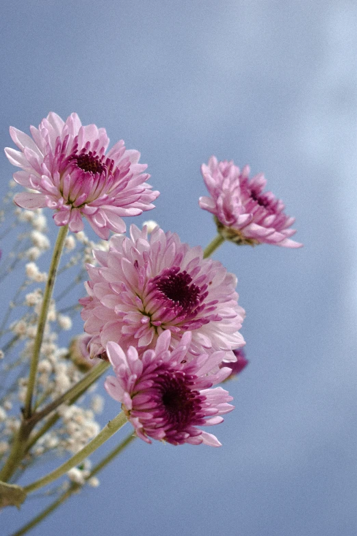 a group of flowers sit next to each other in front of a blue sky