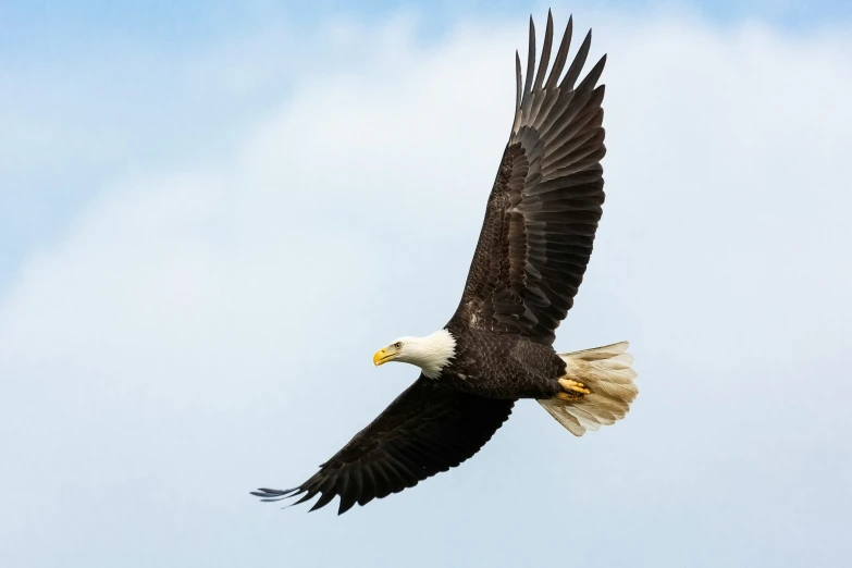an eagle flies through the sky while holding its wings open