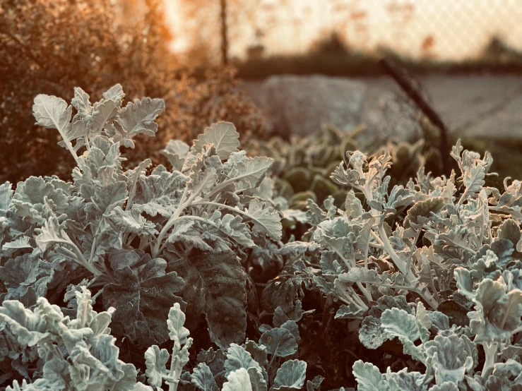 green and gray plant next to each other in a field