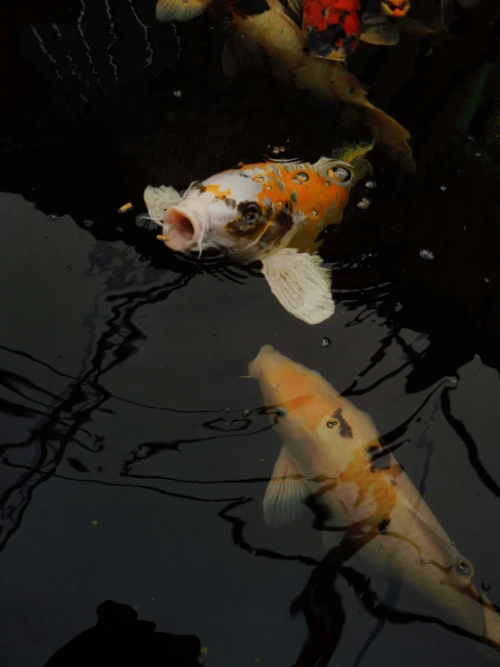 two yellow and one white koi fish swim among other fish