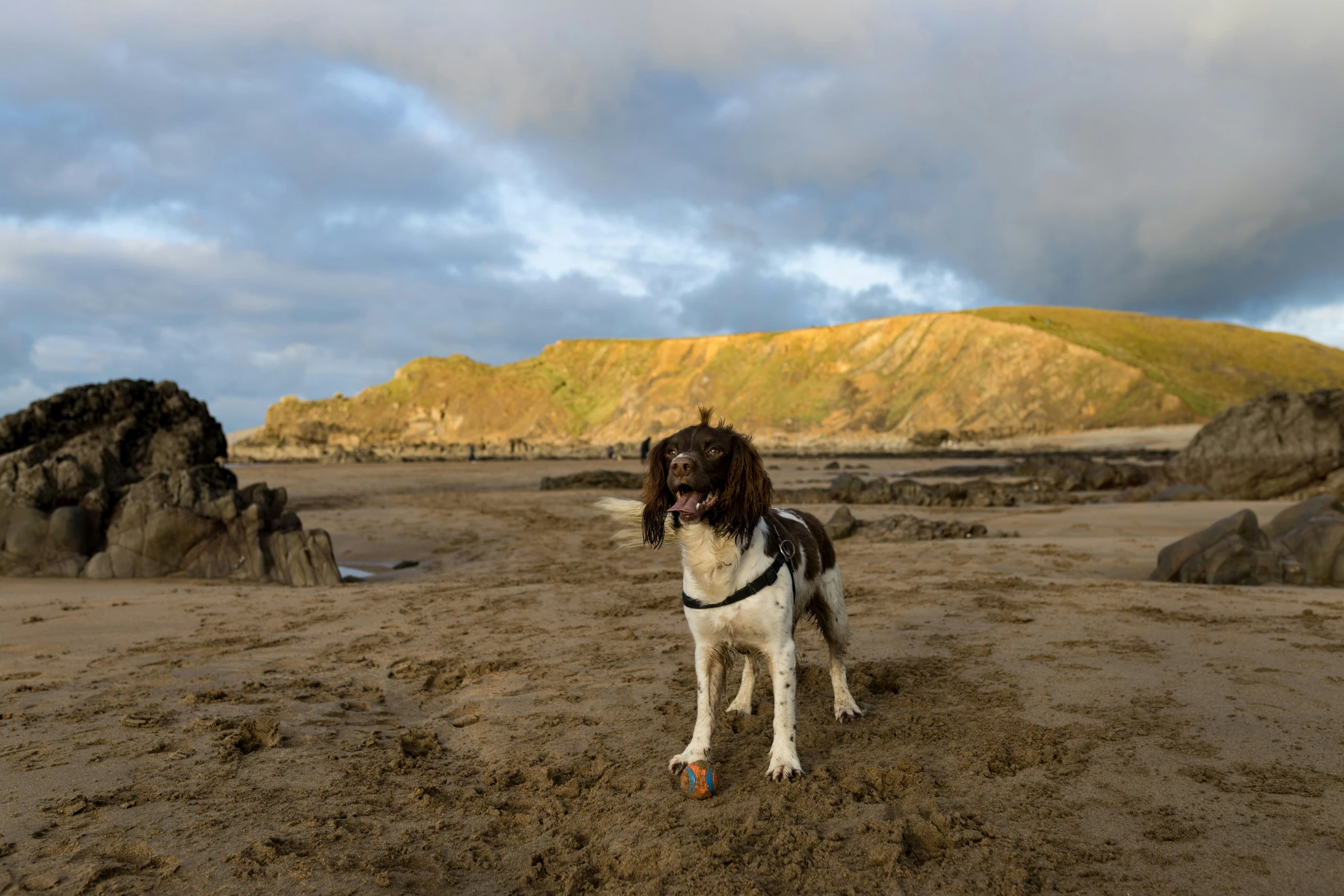 an adult cocker spaniel dog stands in the dirt with mountains in the background