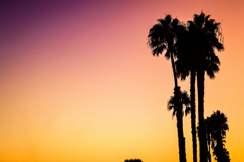 the silhouette of trees against a purple sky