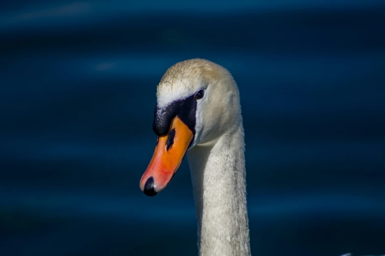 a white swan with orange beak and an orange beak