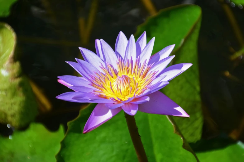 a purple flower surrounded by leaves and water