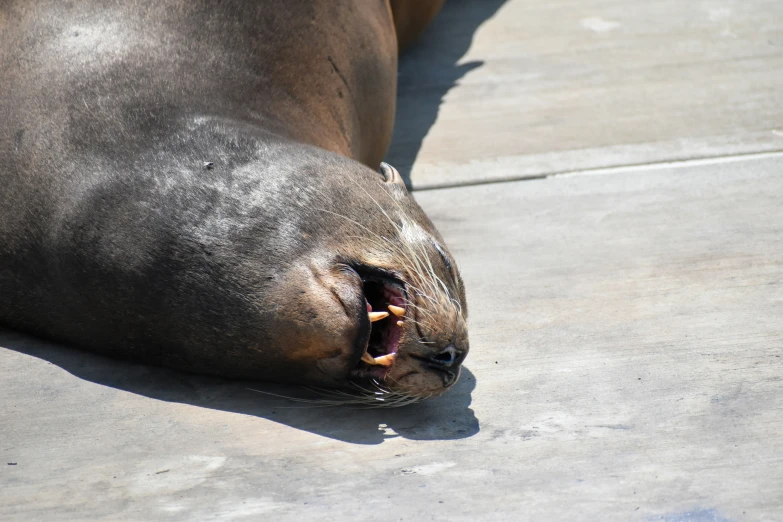 a seal has its mouth open with it's nose