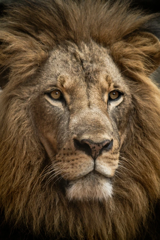 a brown lion is standing in front of a black background