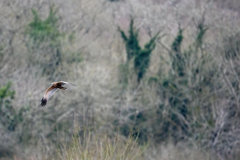 there is a bird flying over the woods