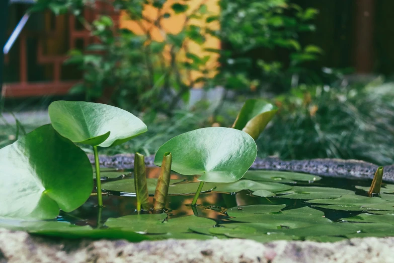 some small lily pad on top of a pond