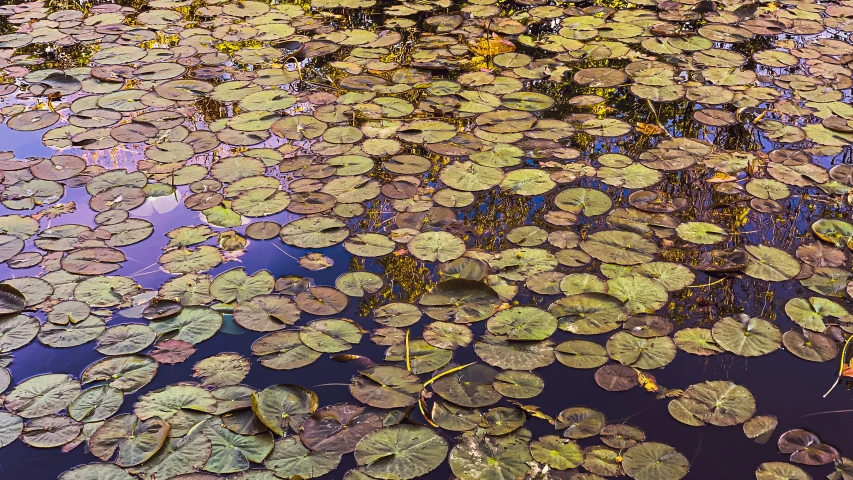 a group of lily pads in the water