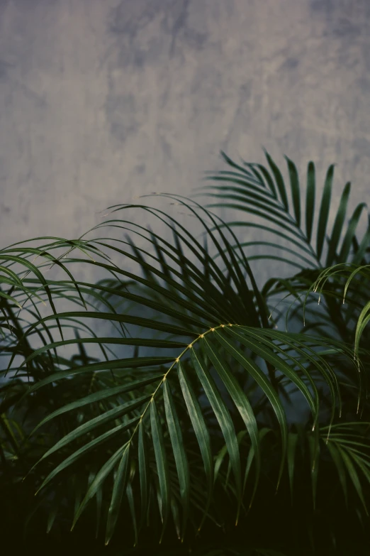 a close up image of a leafy plant