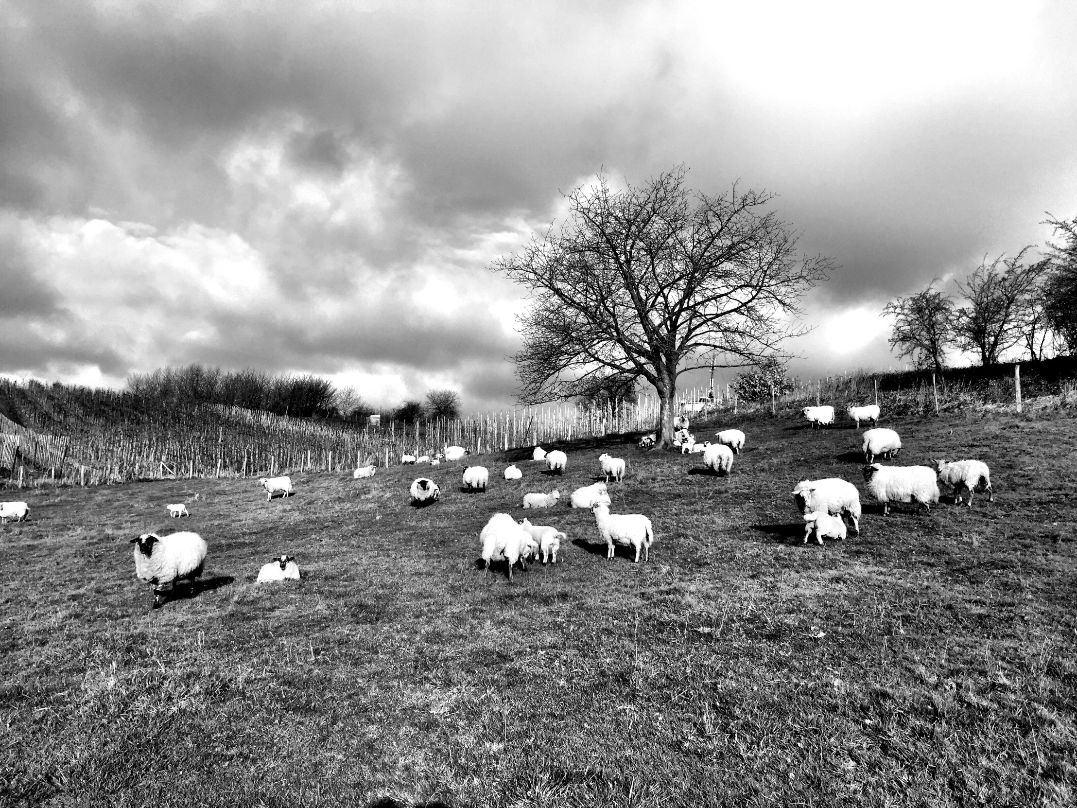 a herd of sheep in an open field on a cloudy day