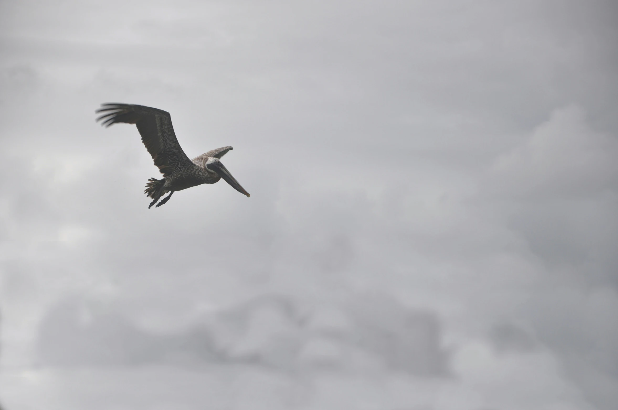 an open field with an airplane and a bird